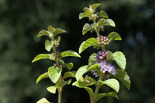 PICT8064.JPG