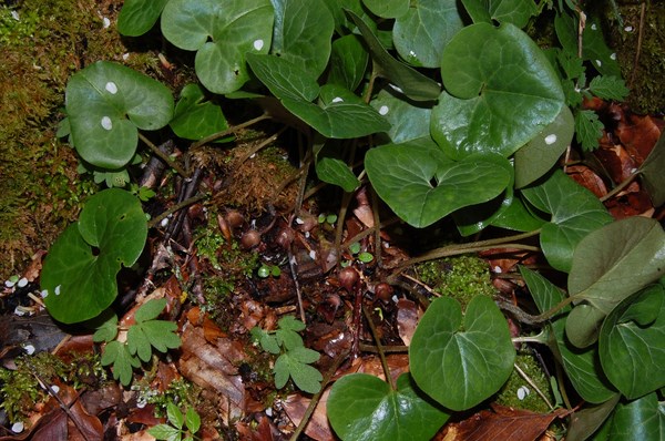 Asarum europaeum (2) [1600x1200].JPG