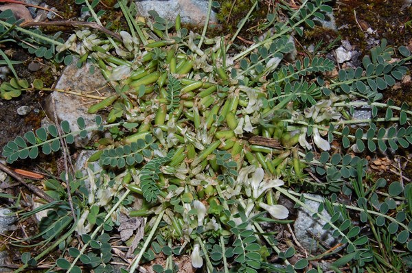 Astragalus depressus (3) [1600x1200].JPG