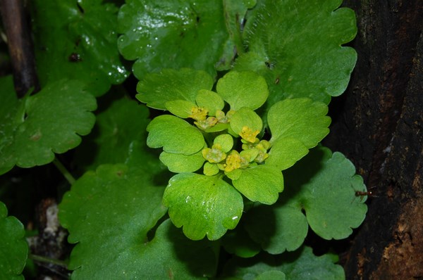Chrysosplenium alternifolium (1) [1600x1200].JPG
