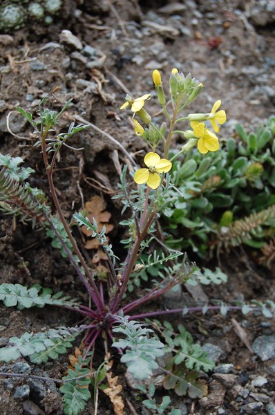 Coincya cheiranthos (3) [1600x1200].JPG