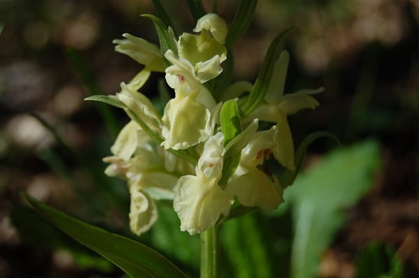 Dactylorhiza sambucina (8) [1600x1200].JPG