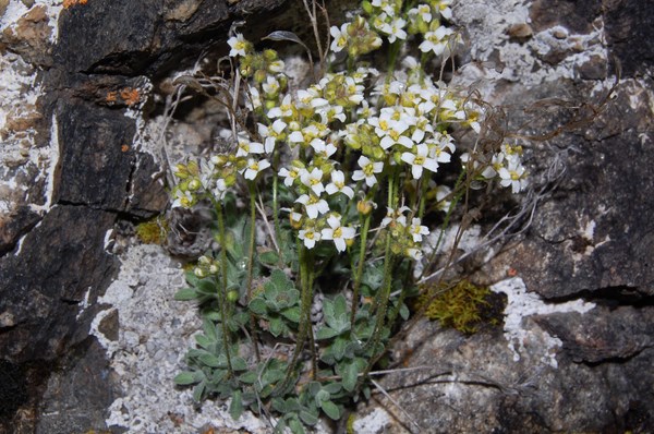 Draba tomentosa (2) [1600x1200].JPG