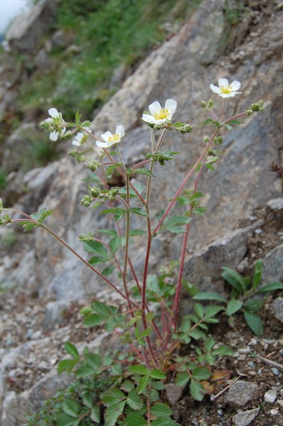 Potentilla rupestris (3) [1600x1200].JPG