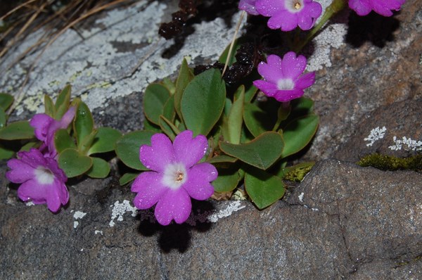 Primula pedemontana (5) [1600x1200].JPG