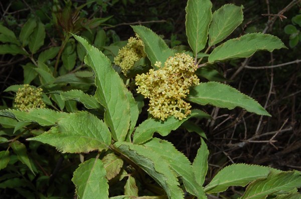 Sambucus racemosa (1) [1600x1200].JPG