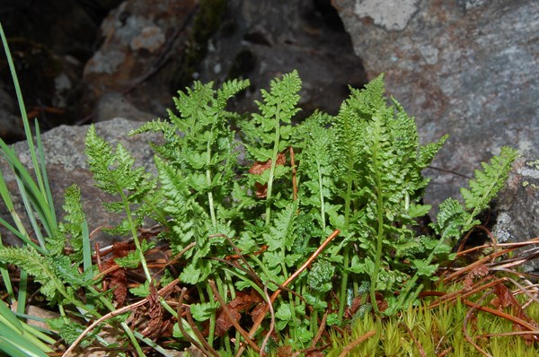 Woodsia alpina (3) [1600x1200].JPG