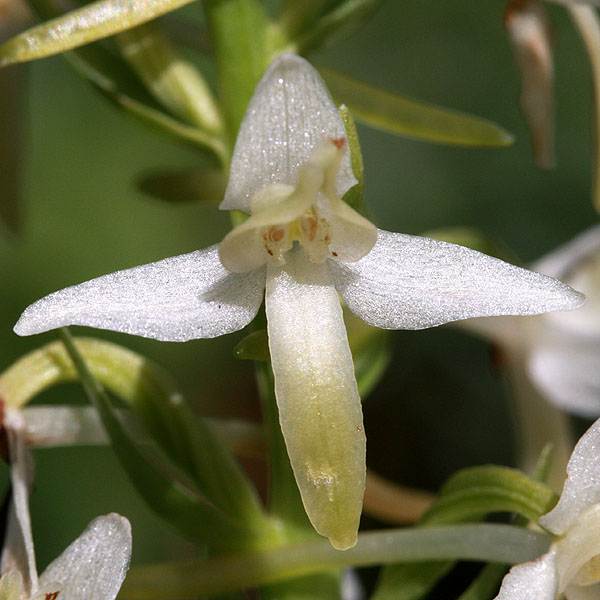 orchidee22b.jpg