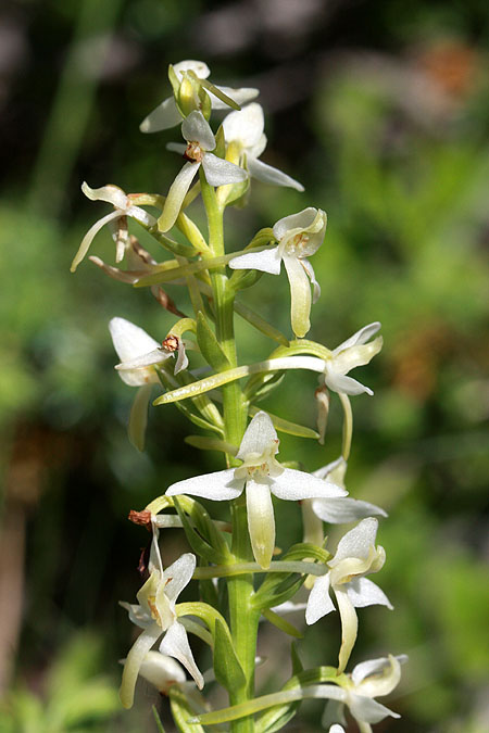 orchidee22a.jpg
