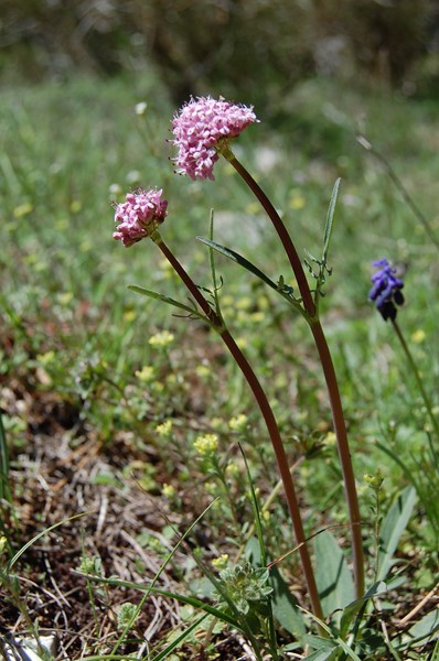 Valeriana tuberosa (2) [1600x1200].JPG