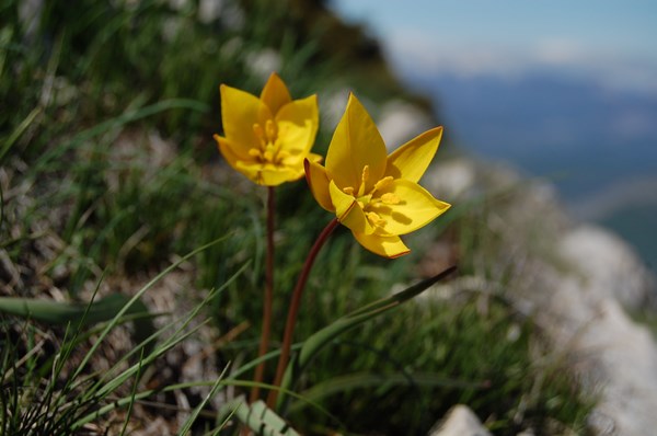 Tulipa australis (6) [1600x1200].JPG