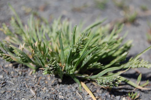 Sclerochloa dura (4) [1600x1200].JPG