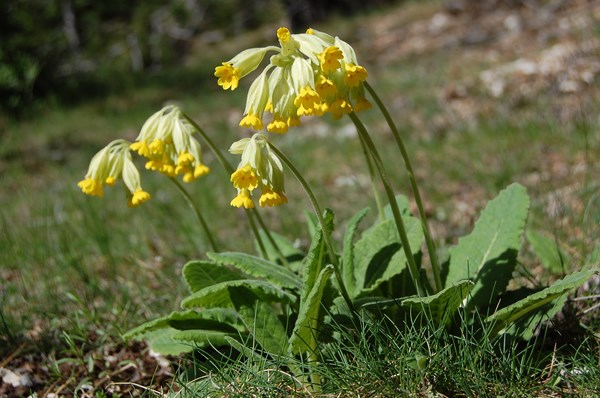 Primula veris (4) [1600x1200].JPG