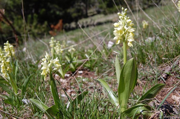 Orchis pallens (8) [1600x1200].JPG