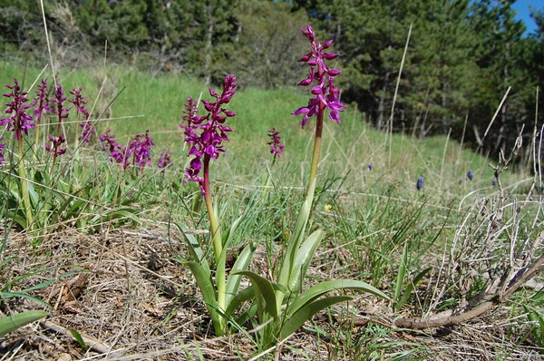 Orchis mascula (5) [1600x1200].JPG