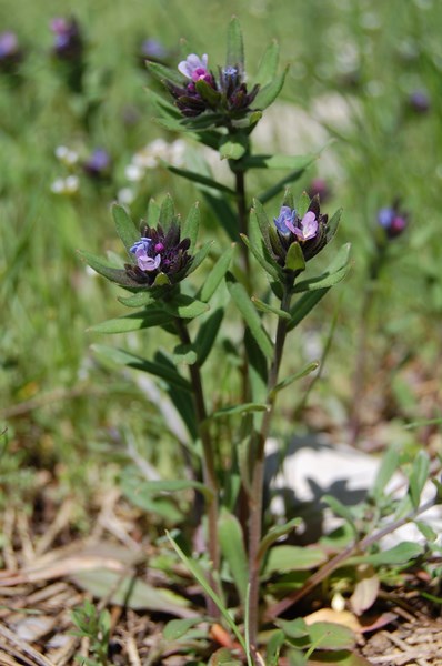 Lithospermum permixtum (8) [1600x1200].JPG