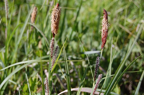 Carex acutiformis (9) [1600x1200].JPG