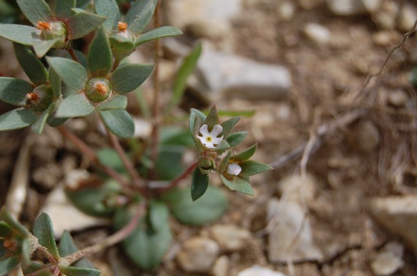 Androsace maxima (1) [1600x1200].JPG