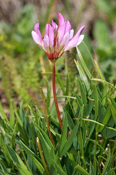 La plante