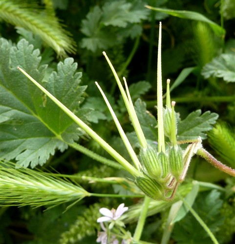 P1100303-001.JPG