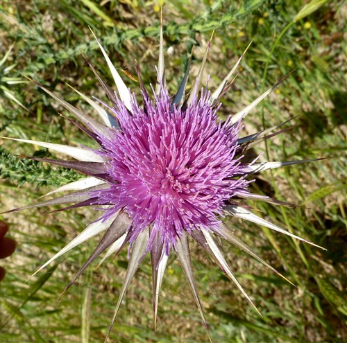 P1090080-001.JPG