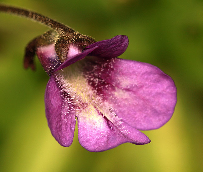 La fleur