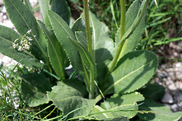 Les feuilles (de la base)