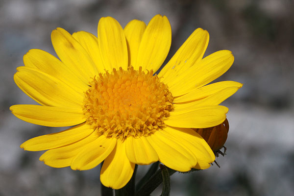 La fleur