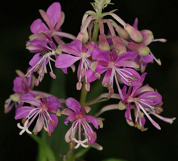 Epilobium angustifolium