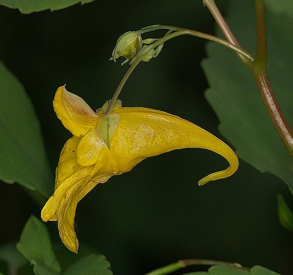 Impatiens noli-tangere