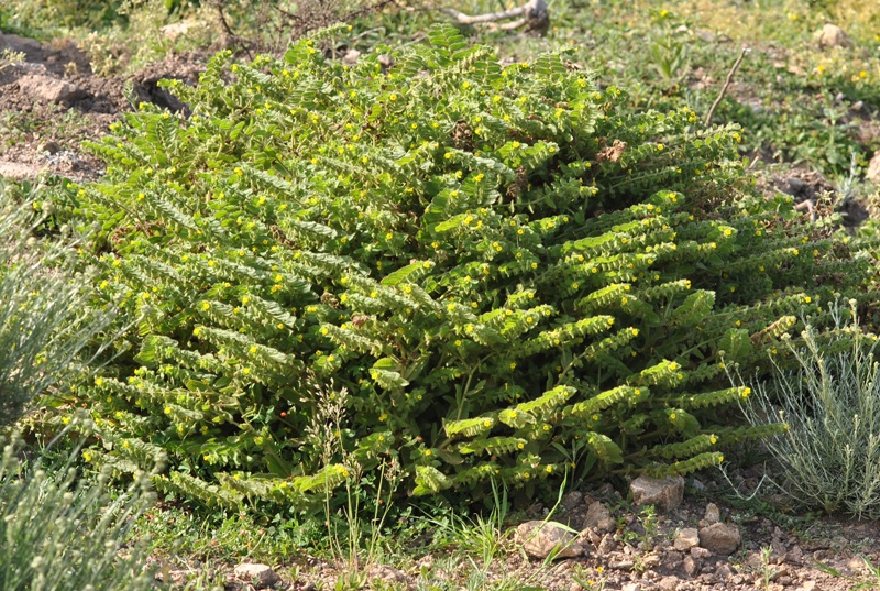 Alkanna lutea Moris