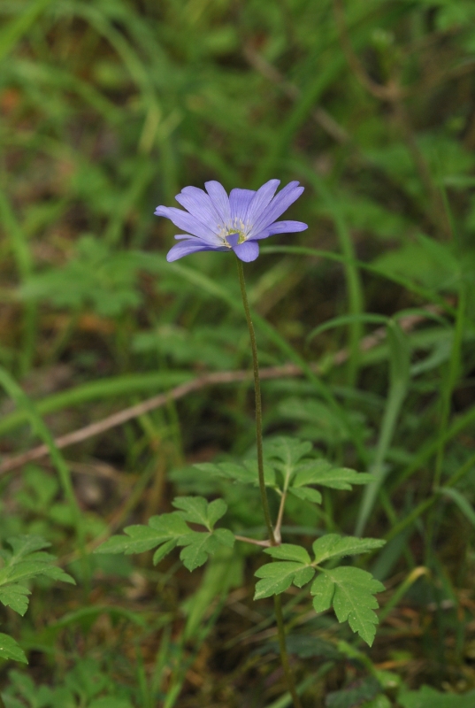 Anemone apennina L.