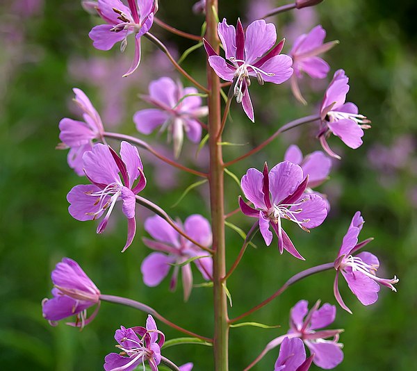 Epilobium angustifolium épanoui