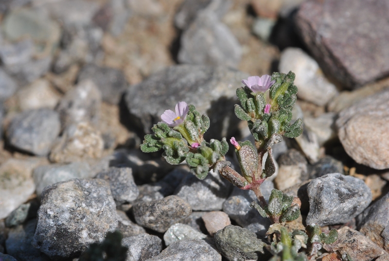 Frankenia pulverulenta L.