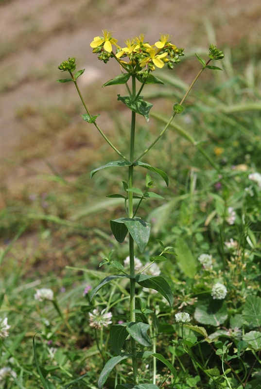 Hypericum perfoliatum L.