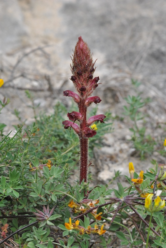 Orobanche sanguinea C.Presl