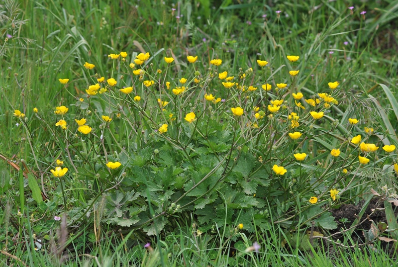 Ranunculus macrophyllus Desf.