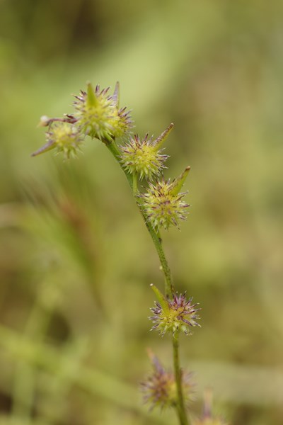 Succowia balearica (2) (Copier).JPG
