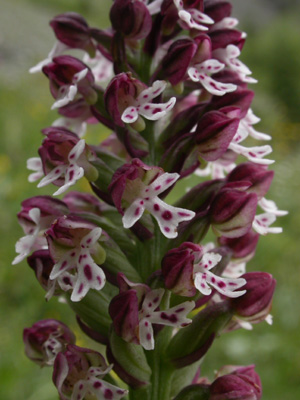 Orchis 2.JPG
