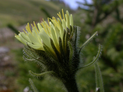 Crepis 1.JPG