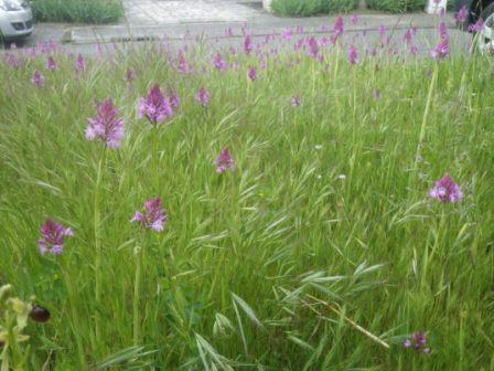 Anacamptis pyramidalis
