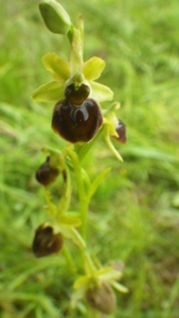 Ophrys aranifera