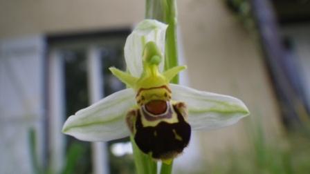 Ophrys apifera sépales blancs
