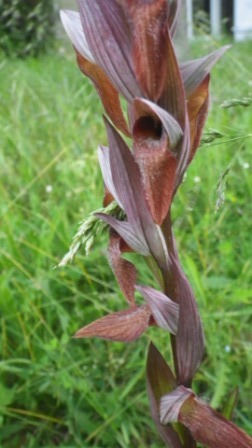 Serapias lingua