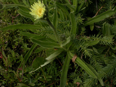 Crepis 2.JPG