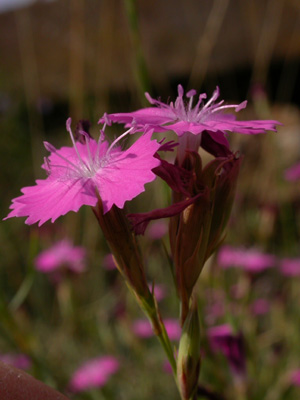 Dianthus 3.jpg