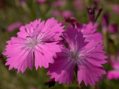 Dianthus 2.jpg