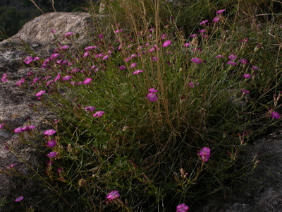 Dianthus 1.jpg