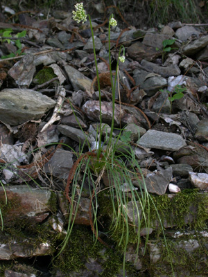Allium 1.jpg