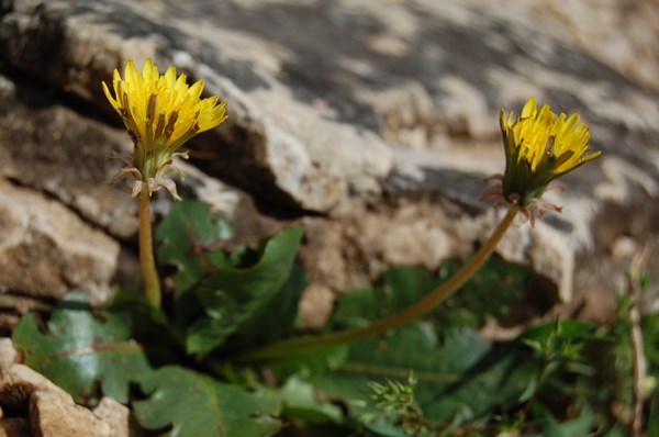 Taraxacum obovatum [1600x1200].JPG